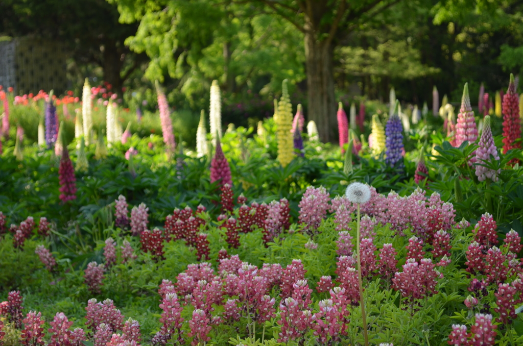 一輪のタンポポ