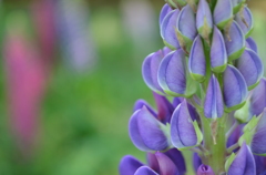 むらさきまめ－２