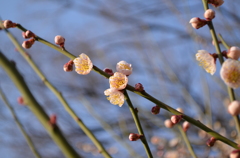 梅の花