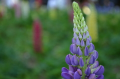 むらさきまめ－３