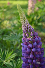 むらさきまめ－１