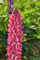 あかむらさきまめ－３