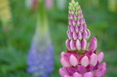 あかむらさきまめ－１