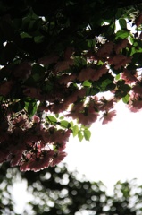 ROSE 3