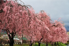 高遠桜6