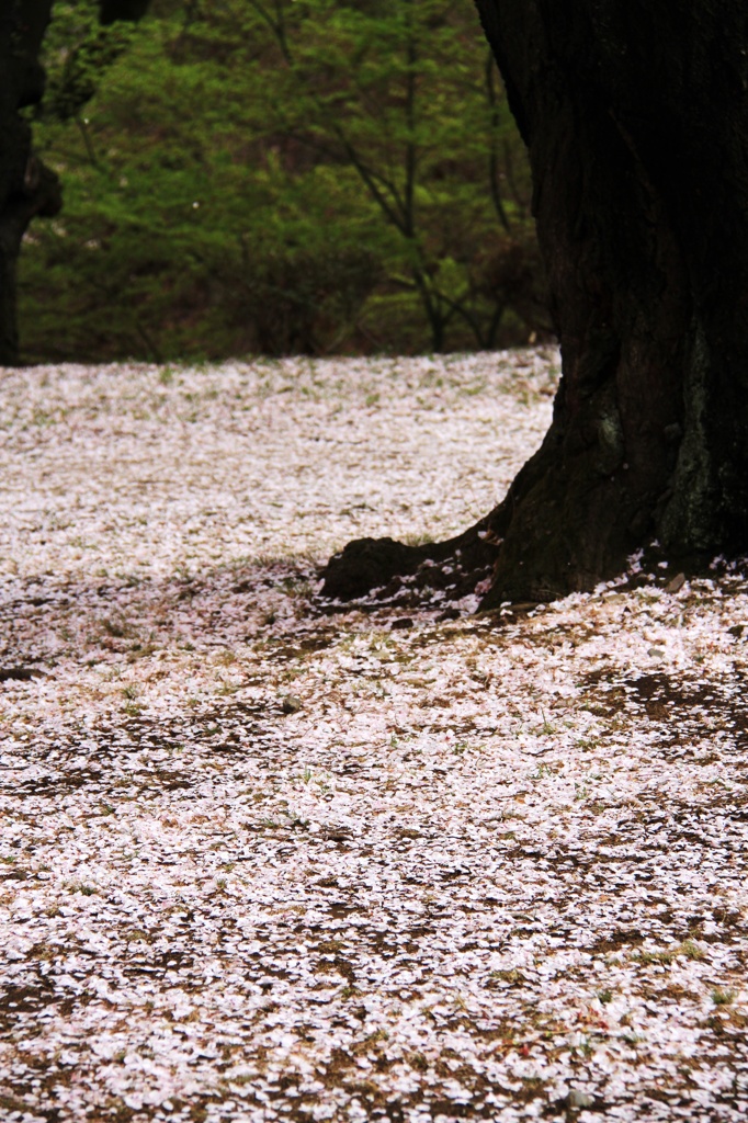 高遠桜4
