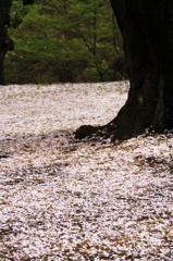 高遠桜4