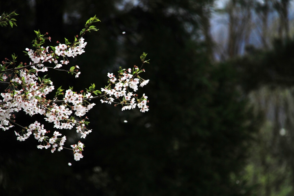 高遠桜5