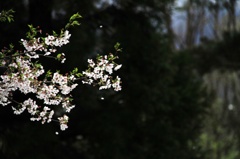 高遠桜5