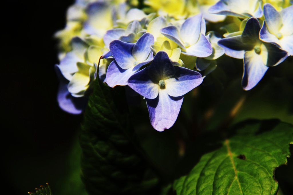 紫陽花Ⅲ