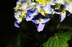 紫陽花Ⅲ