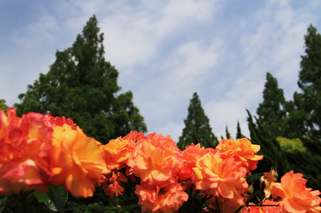 ROSE 2