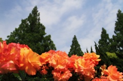 ROSE 2