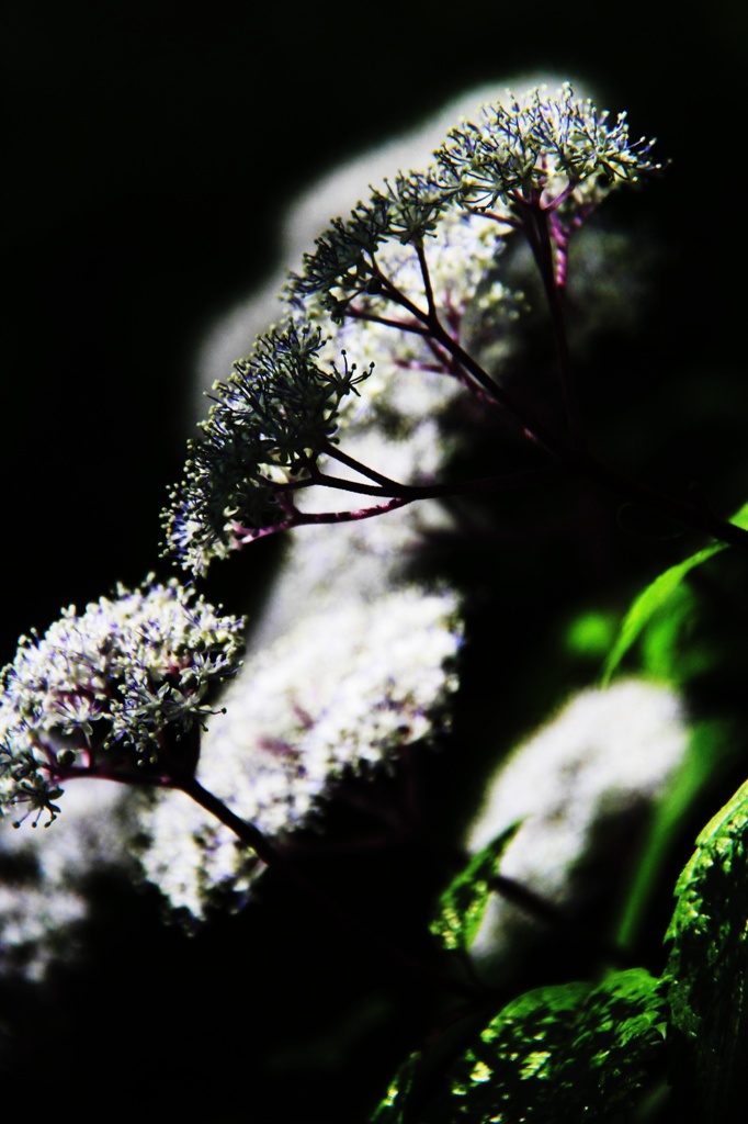 紫陽花Ⅰ
