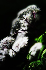 紫陽花Ⅰ
