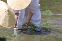 i住吉大社 お田植え祭