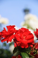 ROSE 5