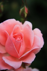 ROSE 1