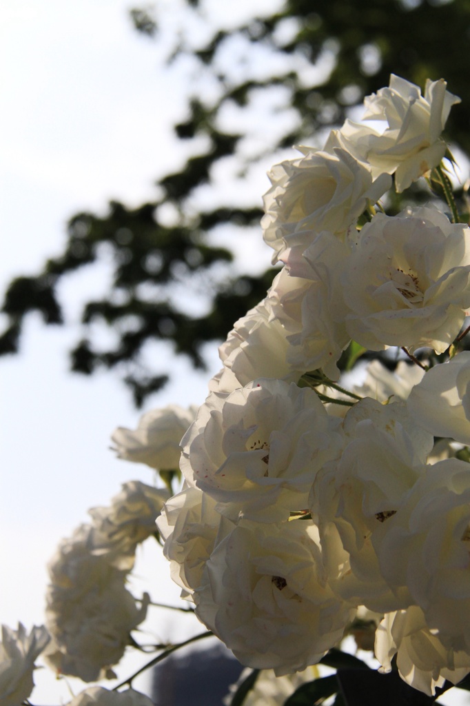 ROSE 6