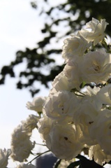 ROSE 6