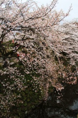 高遠桜2