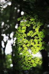 i涼緑