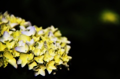 紫陽花Ⅱ