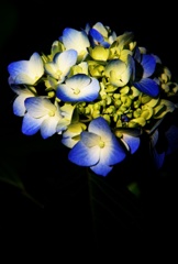 紫陽花Ⅴ