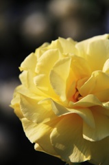 ROSE 4