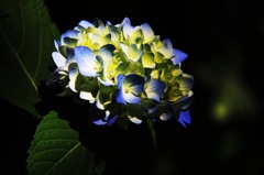 紫陽花Ⅳ