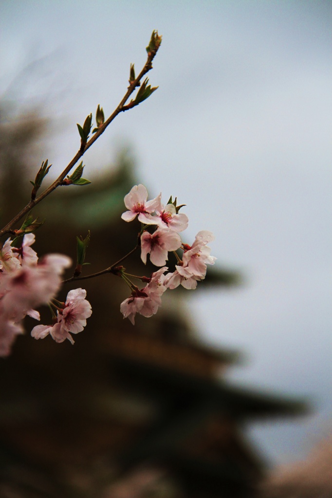 高遠桜1