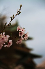 高遠桜1