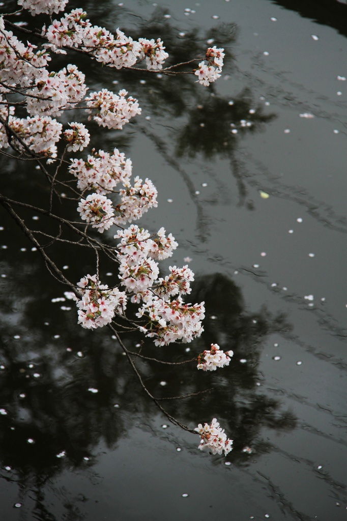 高遠桜3
