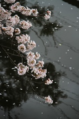 高遠桜3