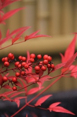 鮮紅