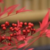 鮮紅