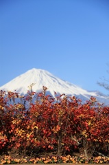 富士山 6