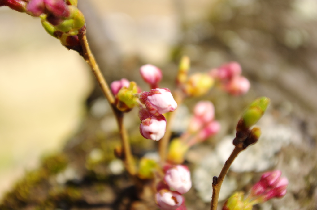 桜のつぼみ