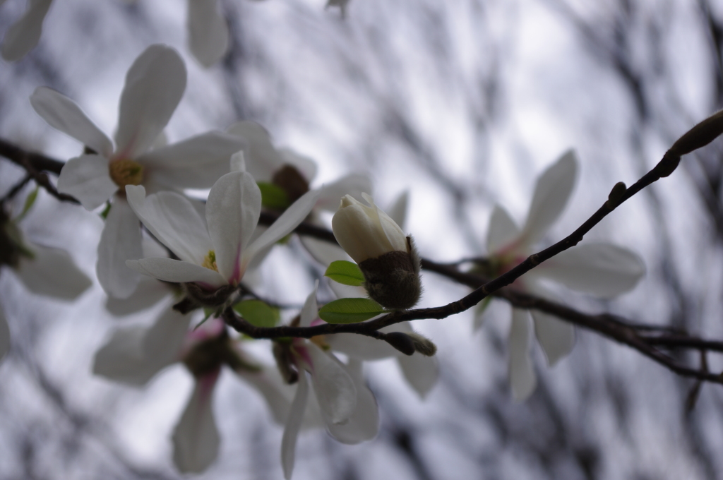 桜