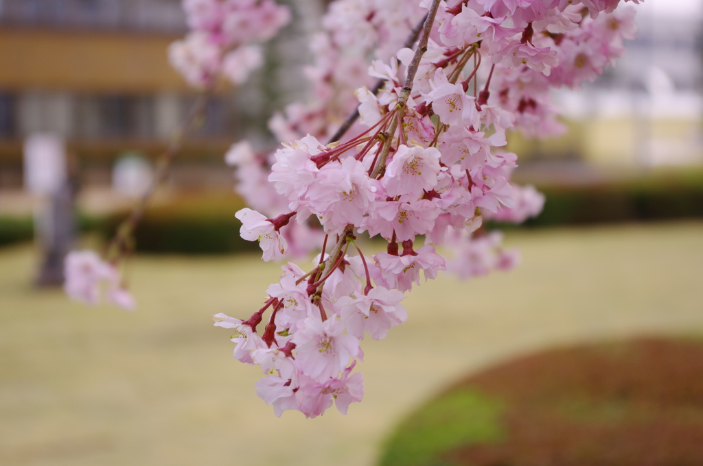 桜