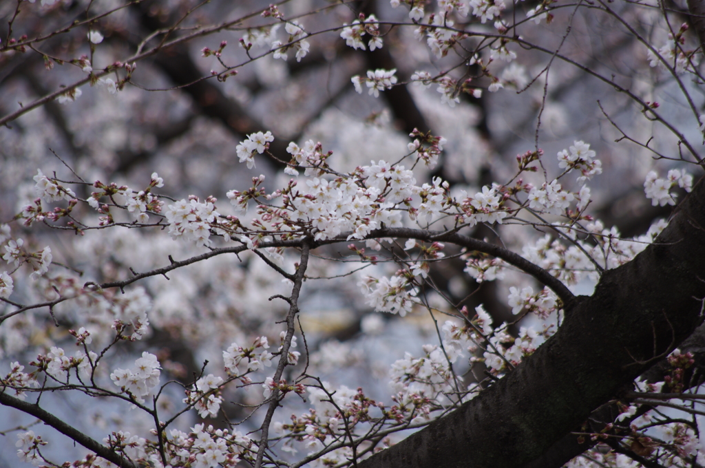 桜