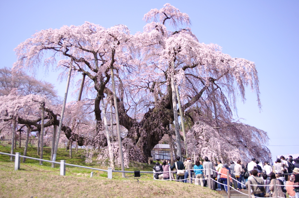 滝桜