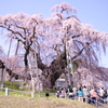 滝桜