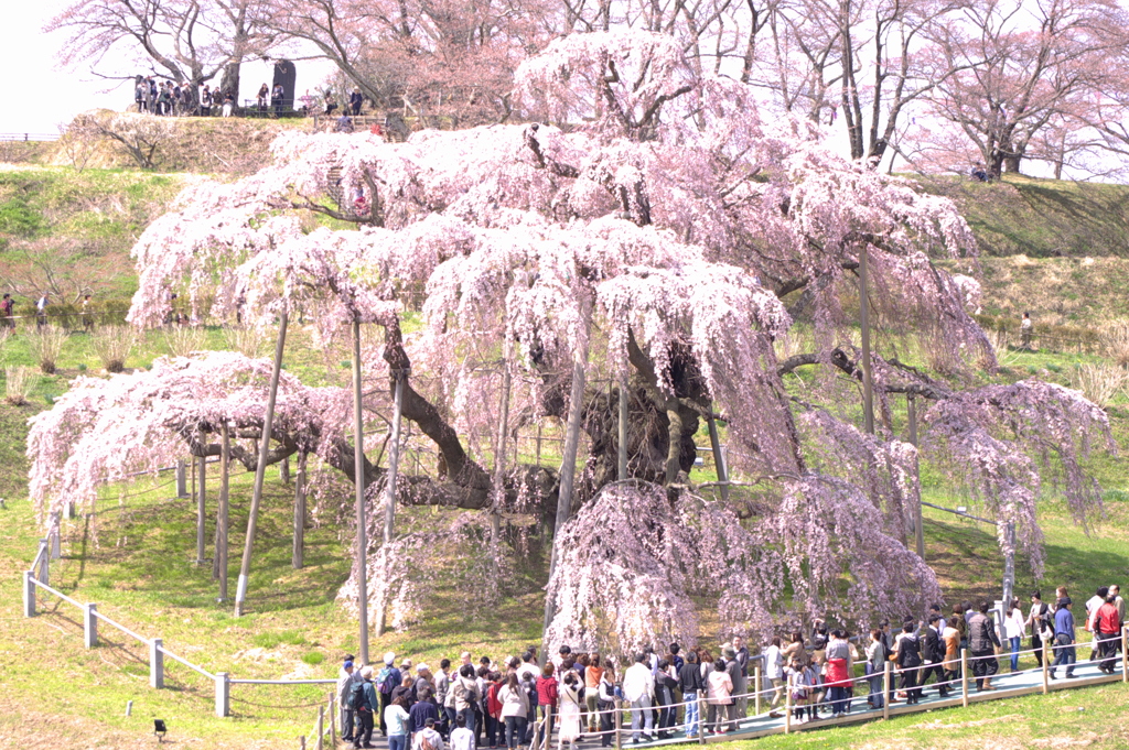 滝桜