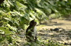見上げる野猿