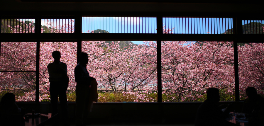 河津桜