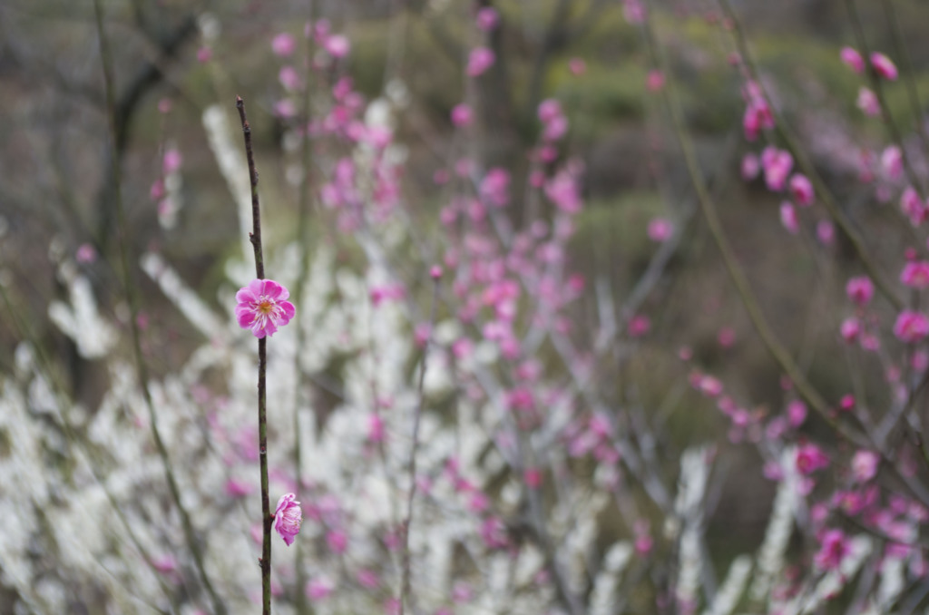 梅の花