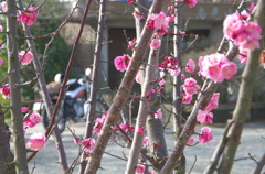 春とバイク