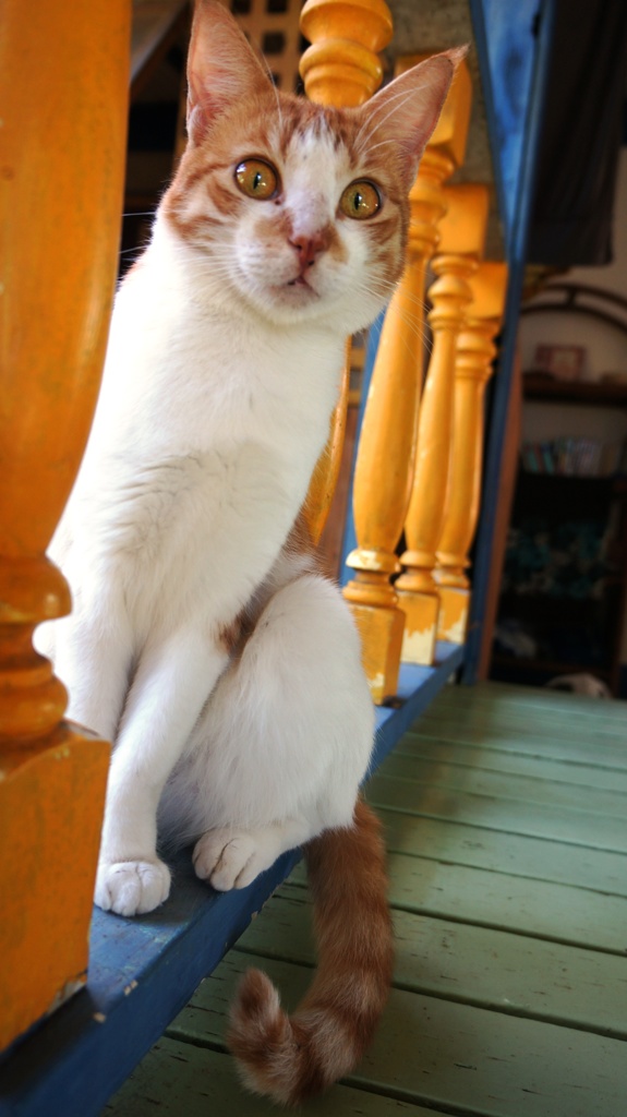 DSC02124A