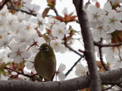 メジロと桜
